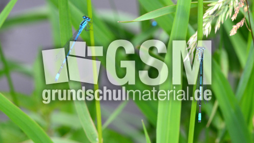 Hufeisen-Azurjungfer (3).jpg